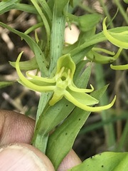Habenaria novemfida