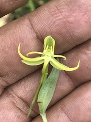 Habenaria novemfida