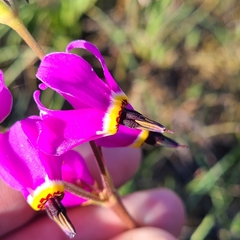 Primula poetica