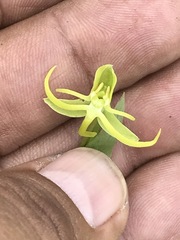 Habenaria novemfida
