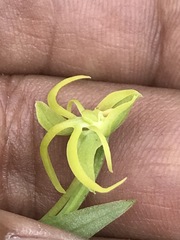 Habenaria novemfida