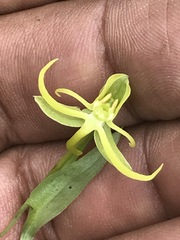 Habenaria novemfida