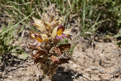 Aphyllon multiflorum