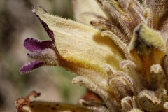 Aphyllon multiflorum