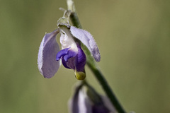 Hebecarpa barbeyana