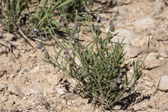 Hebecarpa barbeyana