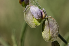 Hebecarpa barbeyana
