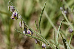 Hebecarpa barbeyana
