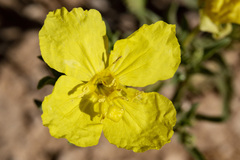 Oenothera tubicula