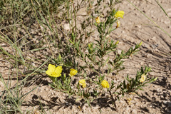 Oenothera tubicula