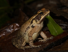 Ornate Forest Toad photo 2