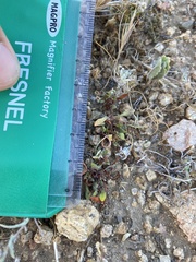 Chorizanthe polygonoides longispina