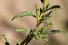 Oenothera tubicula
