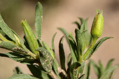 Oenothera tubicula