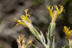 Tetradymia filifolia
