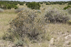 Tetradymia filifolia