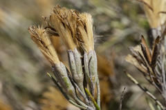 Tetradymia filifolia