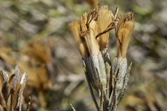 Tetradymia filifolia