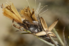 Tetradymia filifolia