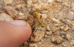 Chorizanthe polygonoides longispina