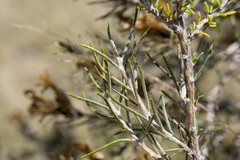 Tetradymia filifolia
