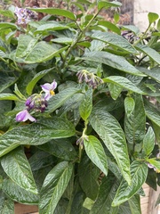 Solanum muricatum