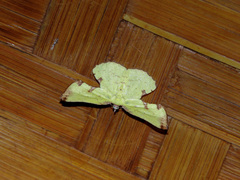 Corymica