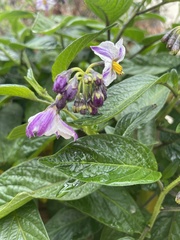 Solanum muricatum