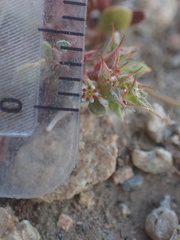Chorizanthe polygonoides longispina