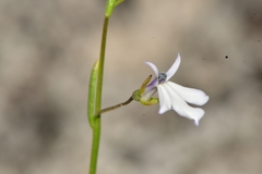 Lobelia gypsophila