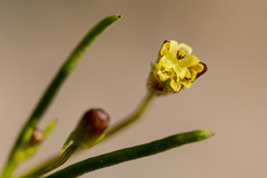 Dicranocarpus parviflorus