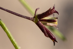Dicranocarpus parviflorus