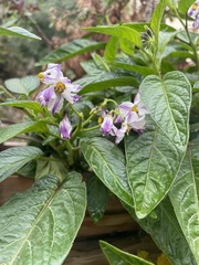Solanum muricatum