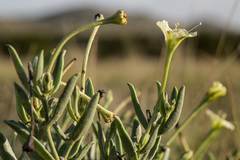 Acleisanthes lanceolata