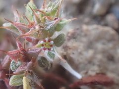 Chorizanthe polygonoides longispina