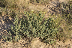 Acleisanthes lanceolata