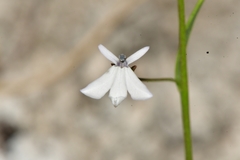 Lobelia gypsophila