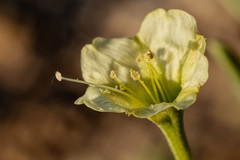 Acleisanthes lanceolata