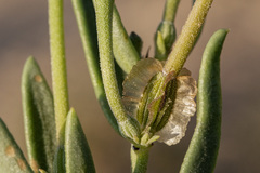 Acleisanthes lanceolata