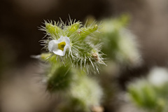 Cryptantha albida