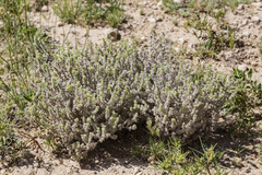 Cryptantha albida