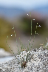 Lobelia gypsophila