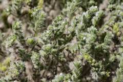 Cryptantha albida