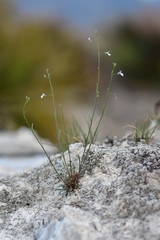 Lobelia gypsophila
