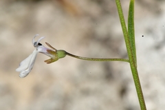 Lobelia gypsophila