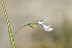Lobelia gypsophila