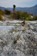 Lobelia gypsophila