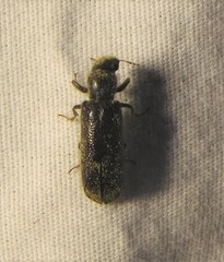 Melalgus plicatus