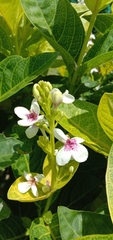 Pseuderanthemum maculatum