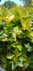 Pseuderanthemum maculatum